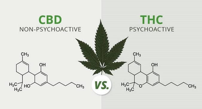 does cbd oil has THC